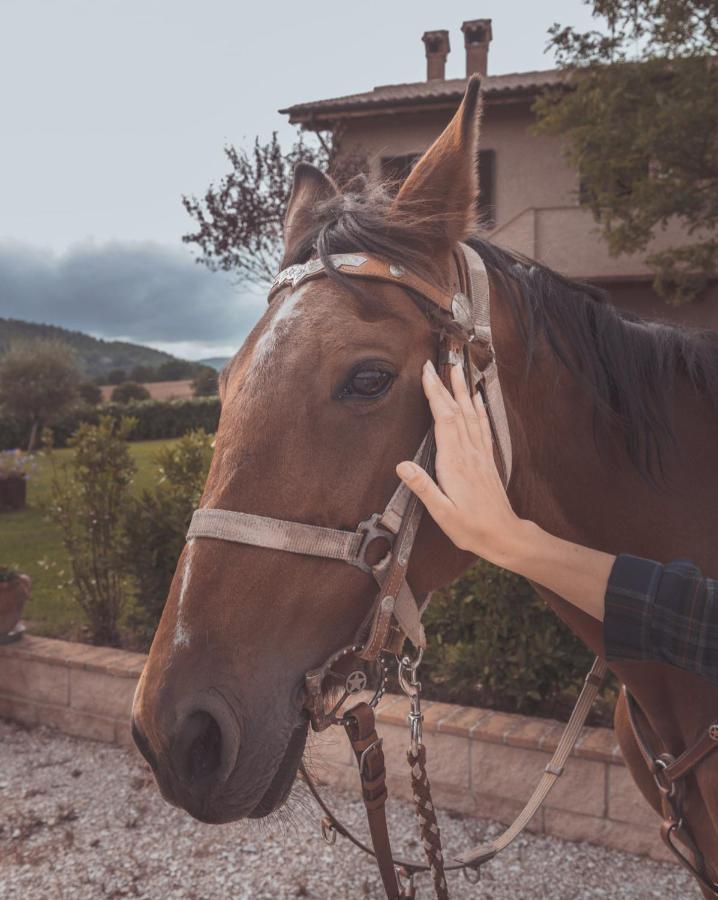 Agriturismo Querceto Mocaiana Екстер'єр фото